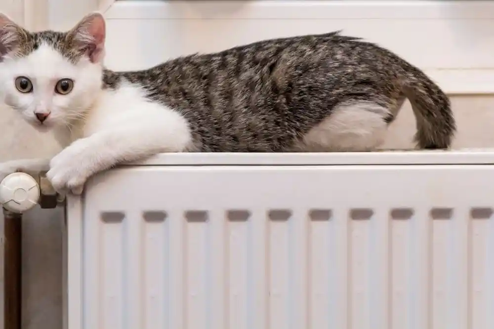 Beyaz ve gri tekir bir kedi kalorifer peteğinin üzerinde uzanıyor